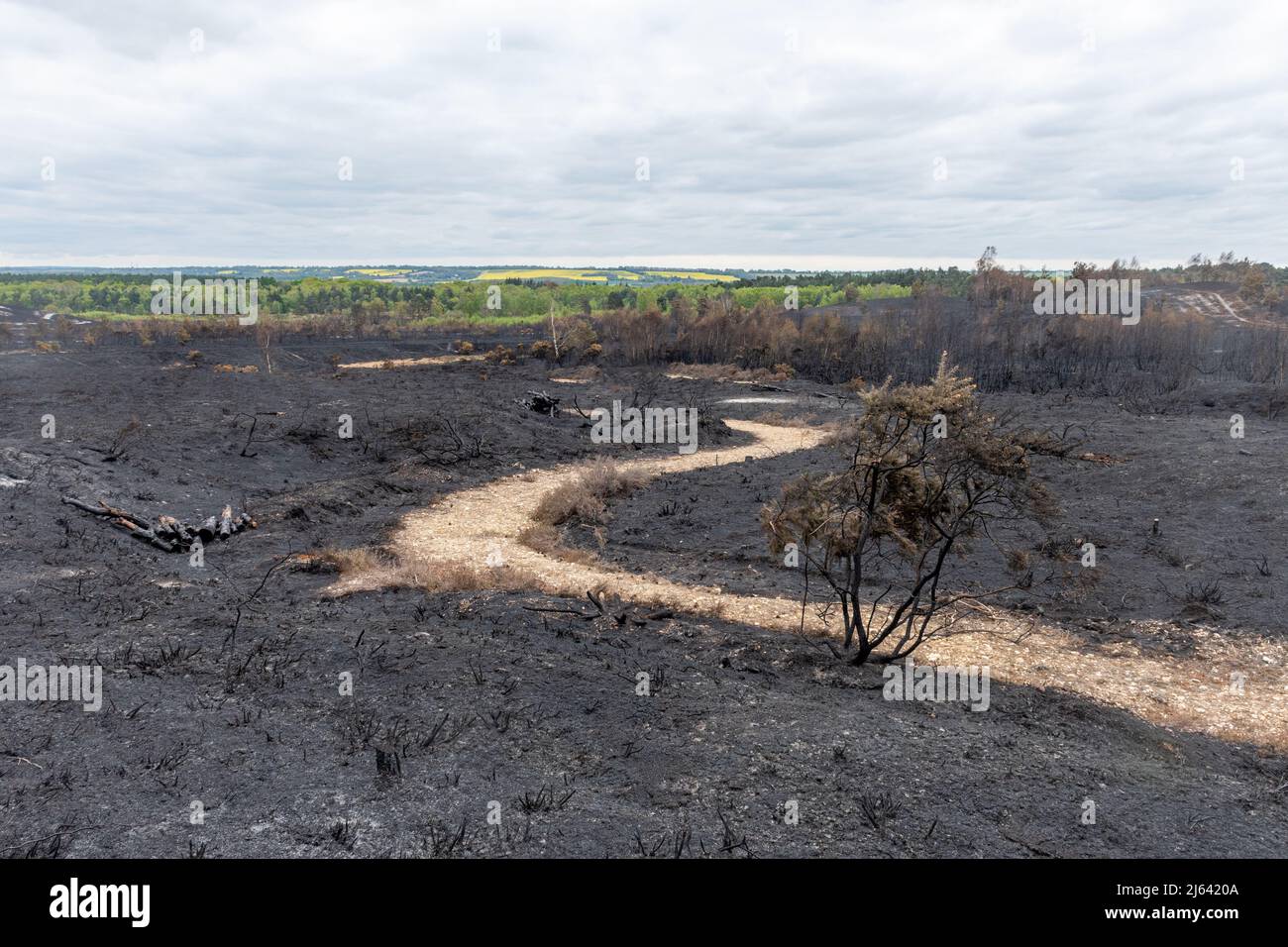 Ash Ranges, Pirbright, Surrey, giorni dopo un grande incendio bruciò 300 ettari di terreno di proprietà MOD, un importante habitat naturale, Regno Unito aprile 27 2022 Foto Stock