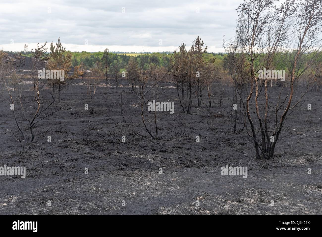 Ash Ranges, Pirbright, Surrey, giorni dopo un grande incendio bruciò 300 ettari di terreno di proprietà MOD, un importante habitat naturale, Regno Unito aprile 27 2022 Foto Stock