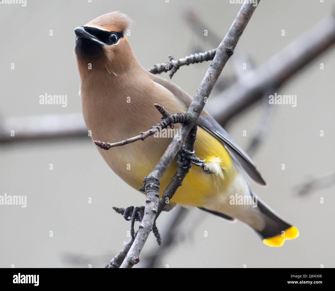 (Ottawa, Canada---26 Aprile 2022) Cedar waxwing a Mud Lake. 2022 immagini di Sean Burges / Mundo Sport Foto Stock