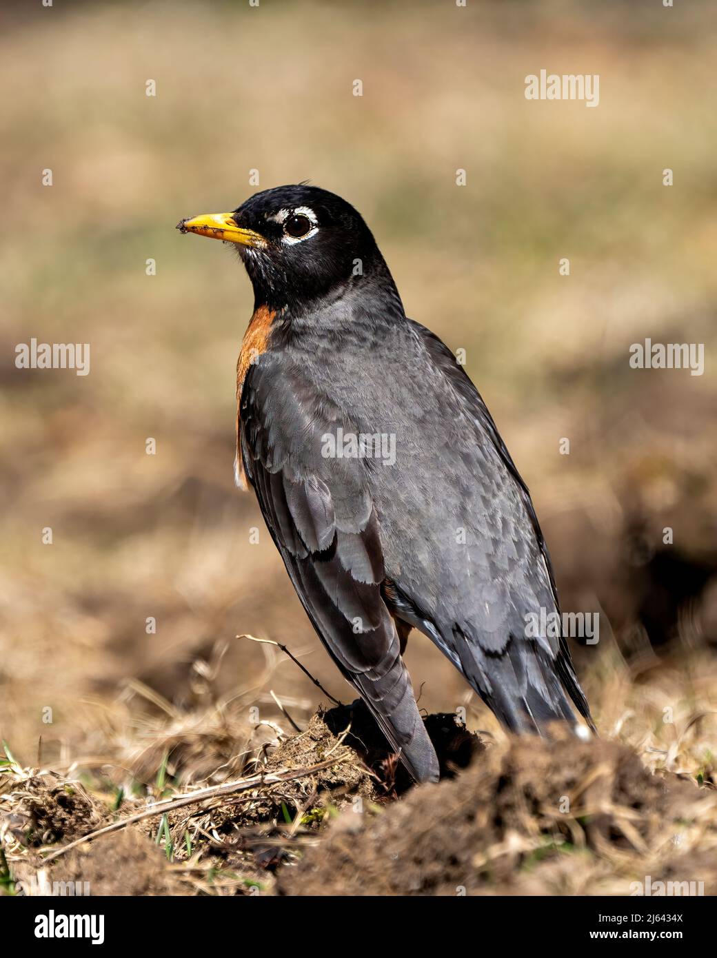 Robin uccello camminare a terra con uno sfondo sfocato nel suo ambiente e habitat circostante mostra piume piumaggio. Foto Stock