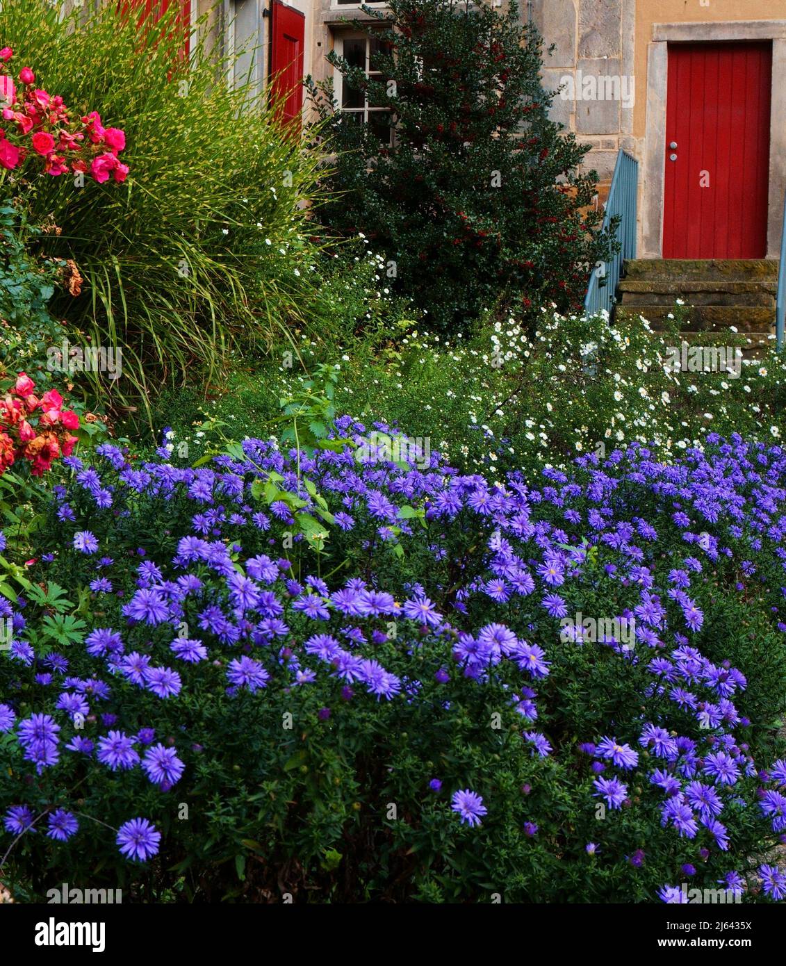 Giardino di un antico monastero. I fiori blu / le astre contrastano con la porta rossa. Ubicazione: Monastero di Frenswegen a Nordhorn, Germania Foto Stock