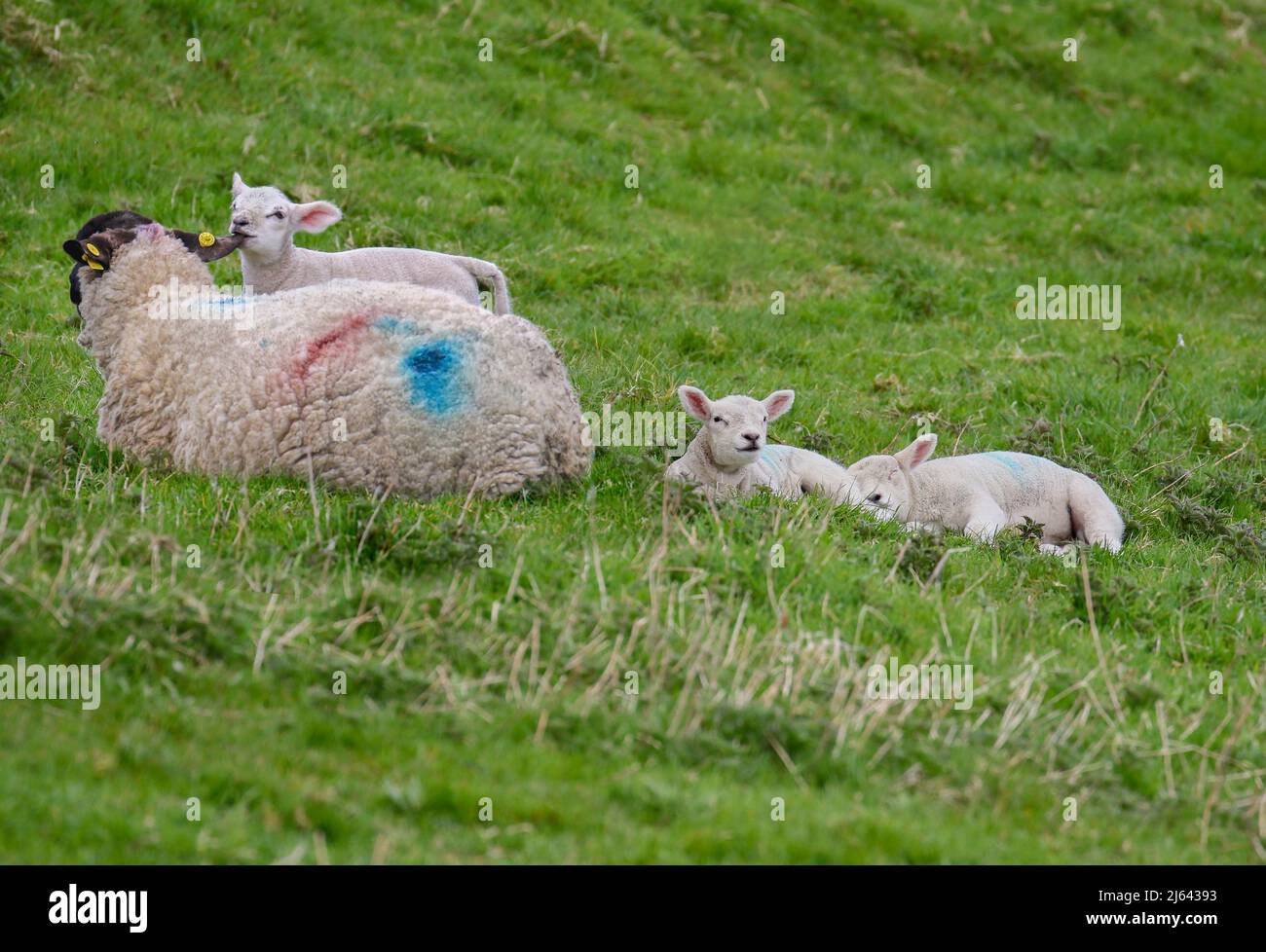 Pecora femminile con agnelli bambino tripletto riposano su erba verde pascolo. Animali da fattoria carini, uno addormentato. Terreno agricolo a Wicklow, Irlanda Foto Stock