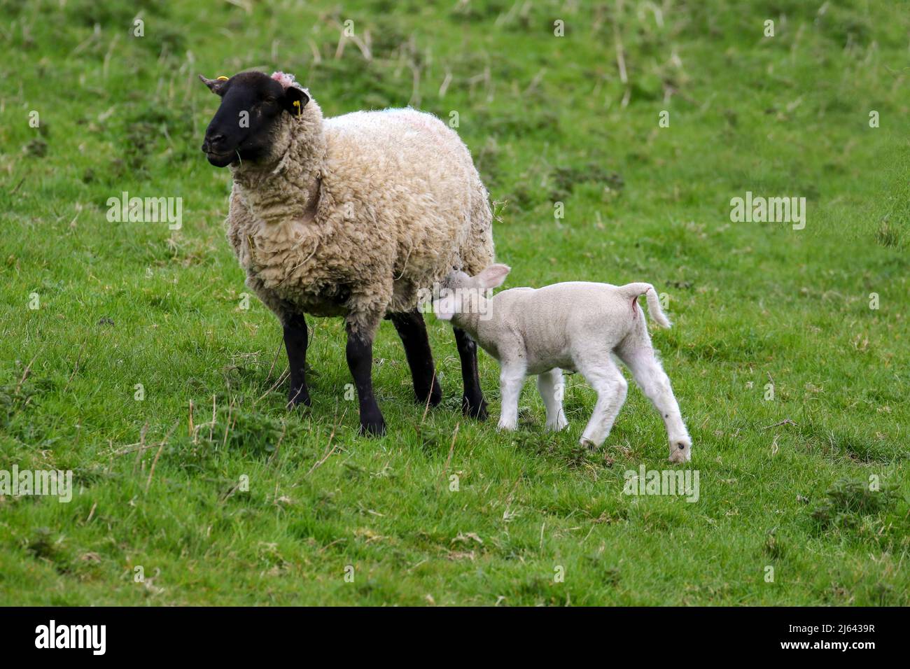 L'agnello del bambino succhia la pecora della madre. Giovani animali da fattoria che si nutrono con la testa nera o la pecora nera. Agricoltura, Wicklow, Irlanda Foto Stock