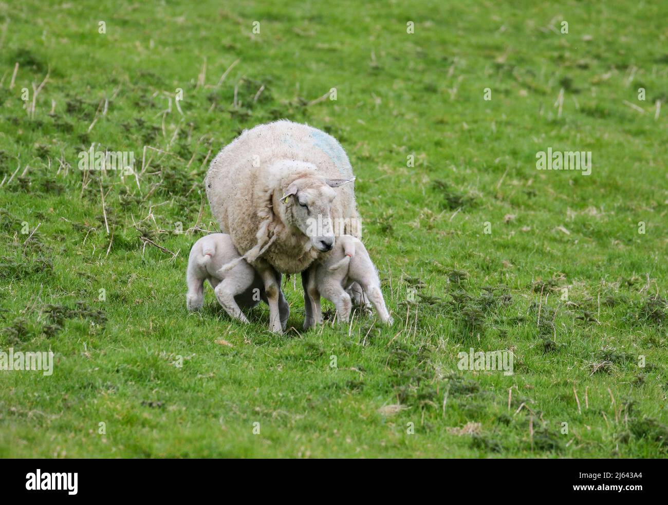 Due agnelli primaverili che alimentano o succhiano la pecora madre. Animali da fattoria gemelli, vista posteriore. Terreno agricolo a Wicklow, Irlanda Foto Stock
