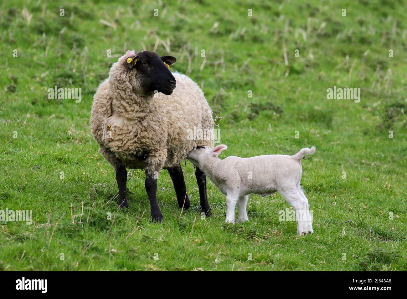 L'agnello del bambino succhia la pecora della madre. Giovani animali da fattoria che si nutrono con la testa nera o la pecora nera. Agricoltura, Wicklow, Irlanda Foto Stock