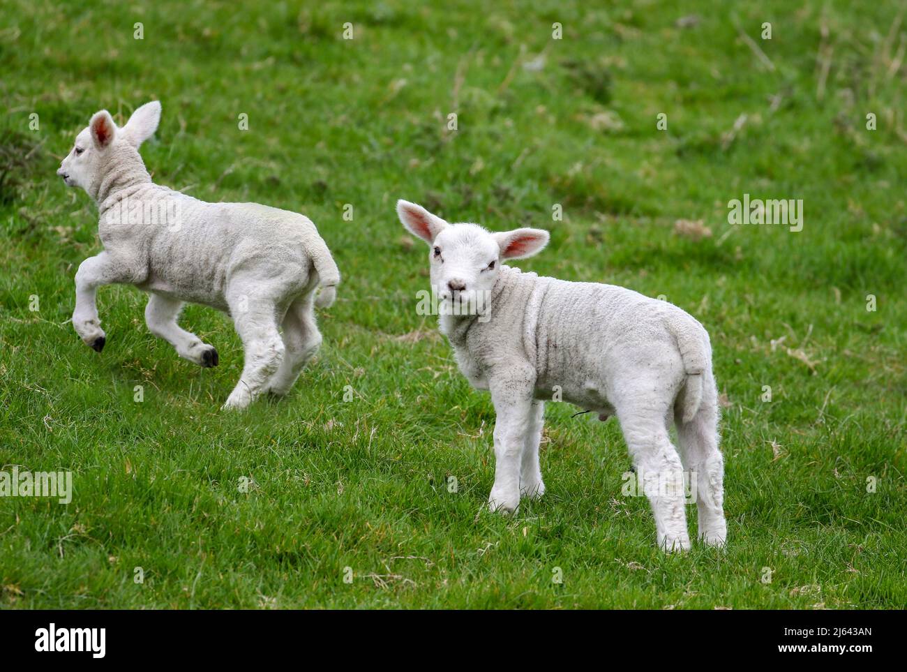 Due agnelli della molla del bambino giocano sull'erba verde. Animali da fattoria giovani e carini a Wicklow, Irlanda Foto Stock