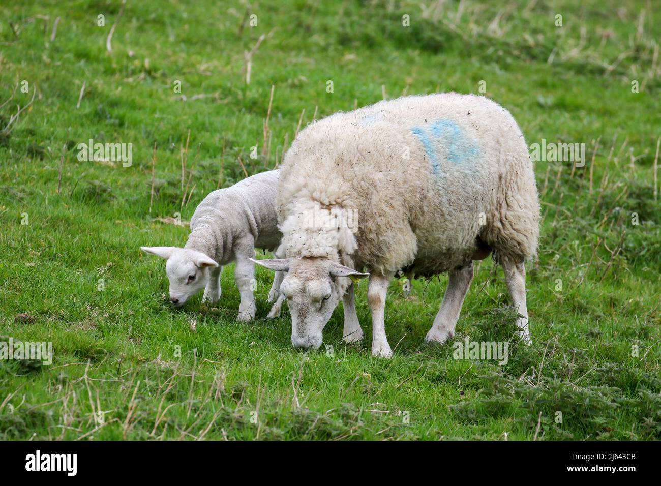 Agnello neonato pascolo erba con la sua madre pecora o pecora. Agnello primaverile in fattoria a Wicklow, Irlanda Foto Stock