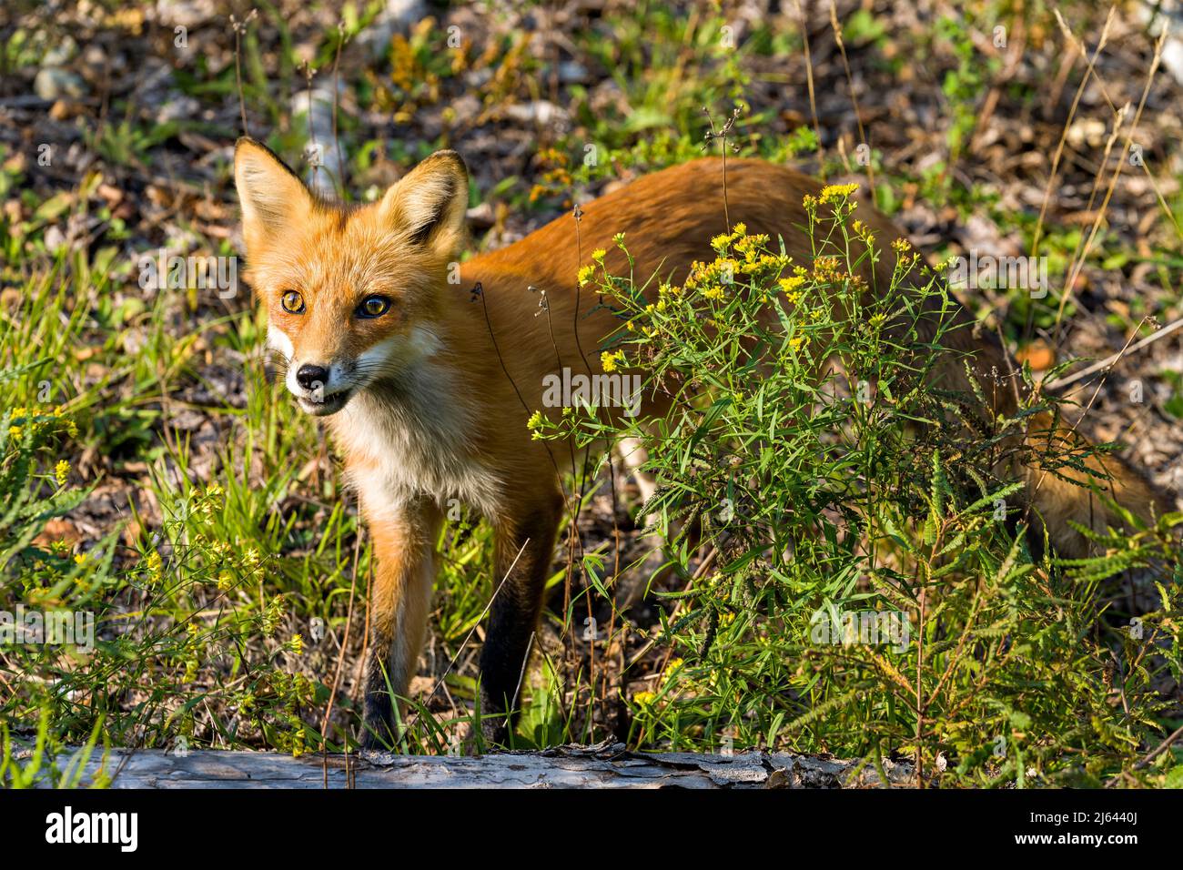 Red Fox crogiolarsi negli ultimi raggi del tramonto del sole sera nel suo ambiente e habitat circostante con un fogliame sfondo e primo piano. Foto Stock