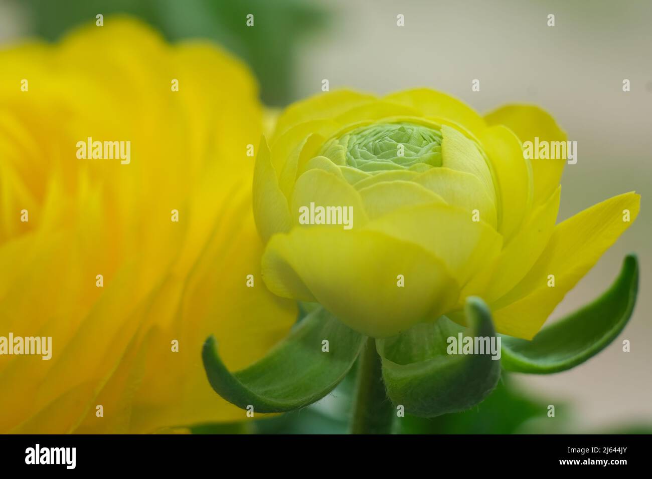 Giallo ranunculus fiore primo piano. Foto Stock