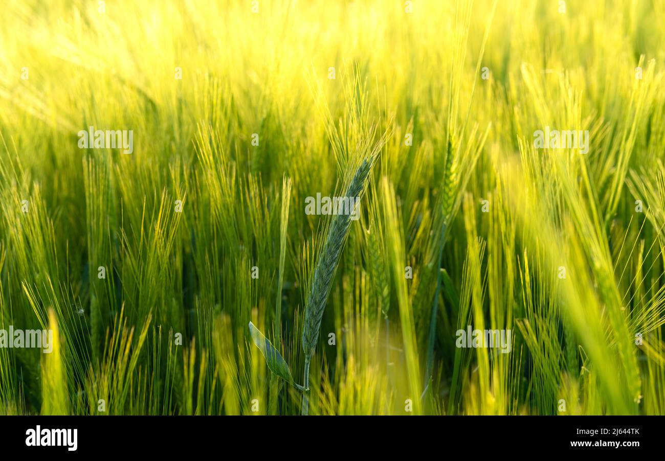 Un campo di grano litten dalla luce del sole in estate Foto Stock