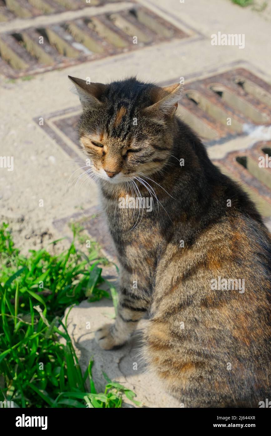 ritratto di gatto tabby sulla strada soleggiata. concetto di animali persi Foto Stock