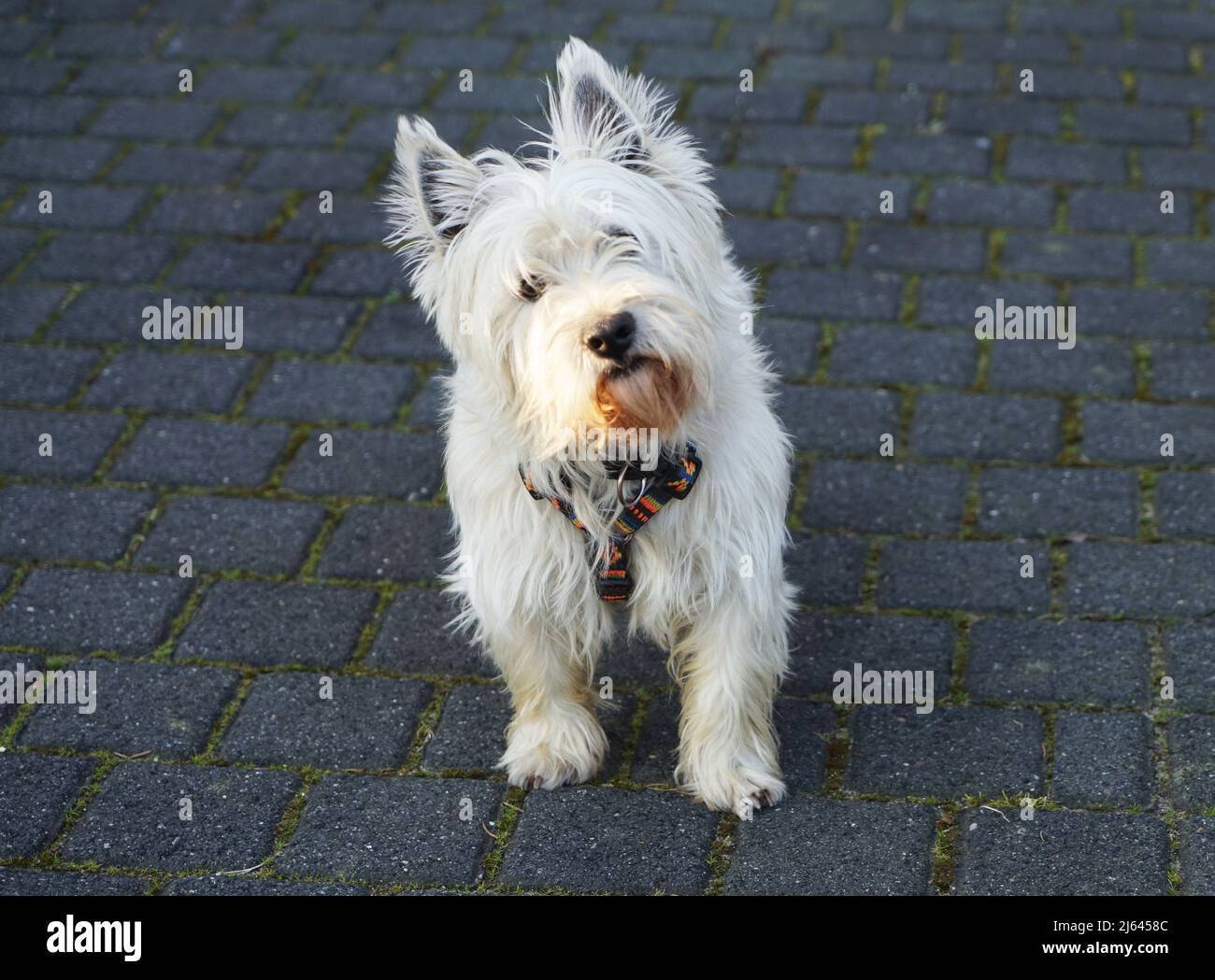 Un terrier scozzese bianco su sfondo grigio scuro. È curioso nella fotocamera. West Highland White Terrier. Weste. Foto Stock