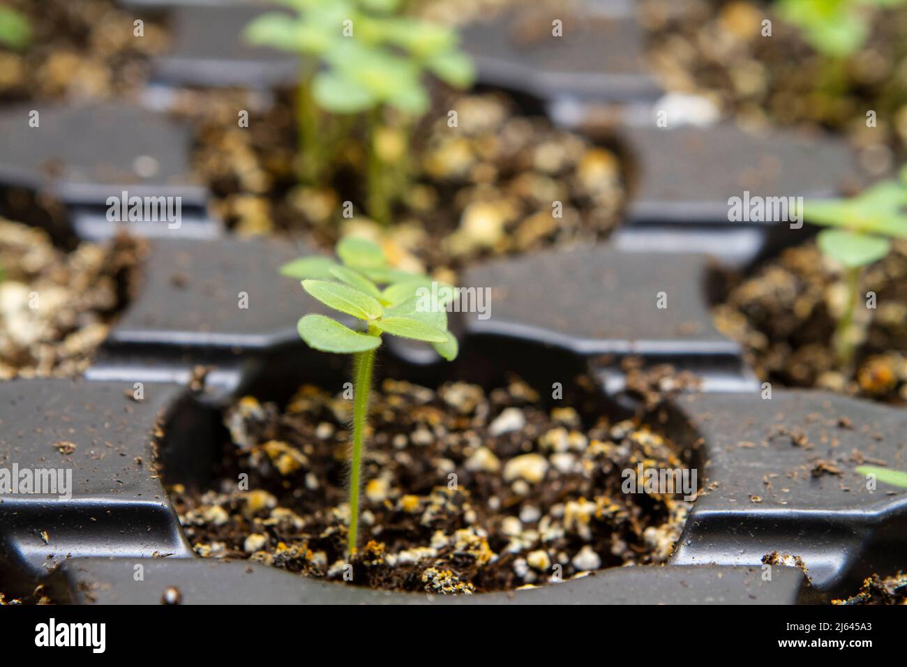 Primo piano immagine di minuscoli piantine Snapdragon (Antirrhinum majus) che crescono in vassoi di partenza semi sotto luci interne. Foto Stock