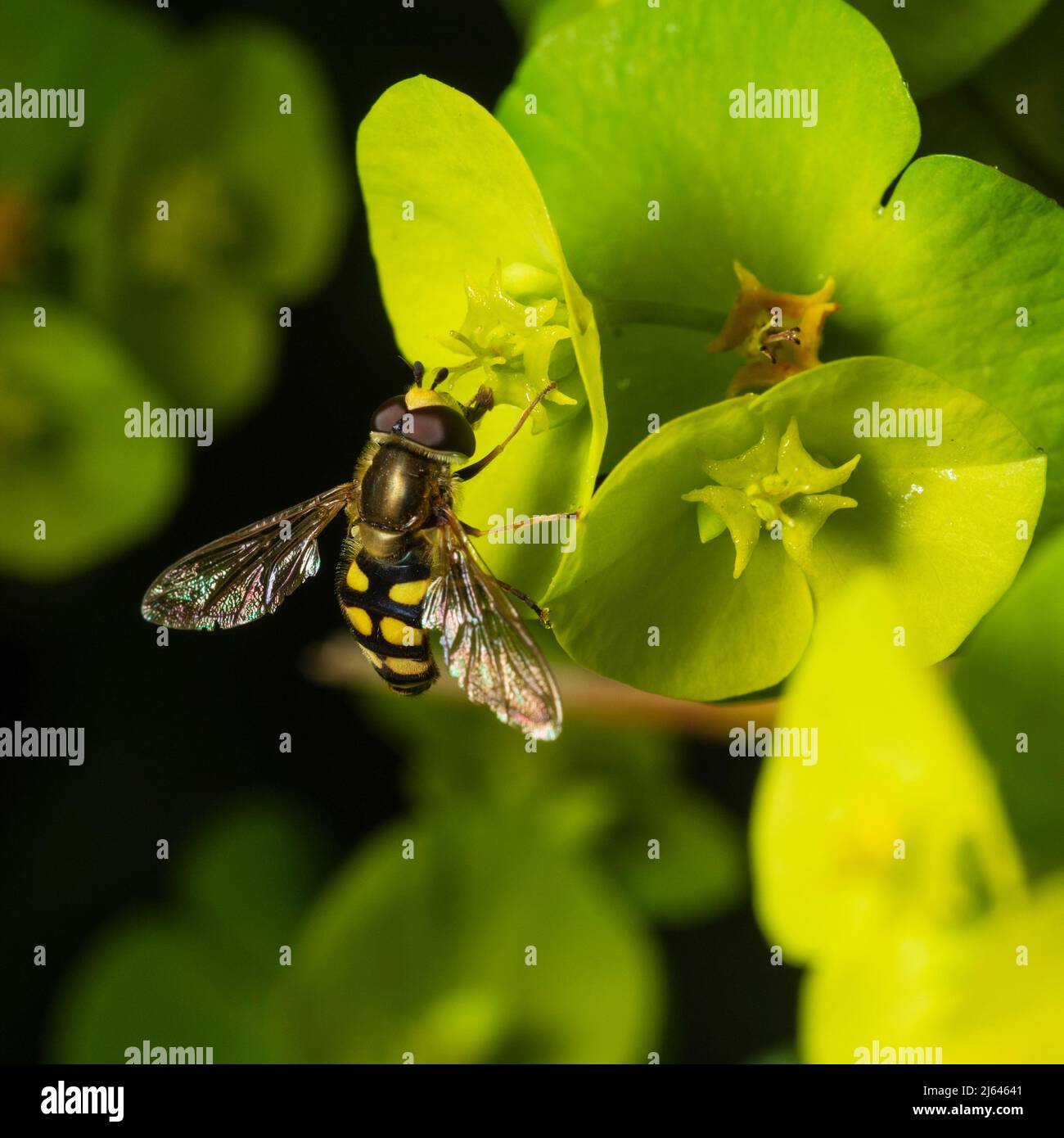 Hoverfly migrante maschile, Eupeodes corollae, nutrendo sui fiori primaverili dello spurge di legno viola, Euphorbia amygdaloides 'Purpurea'; in un giardino Devon Foto Stock