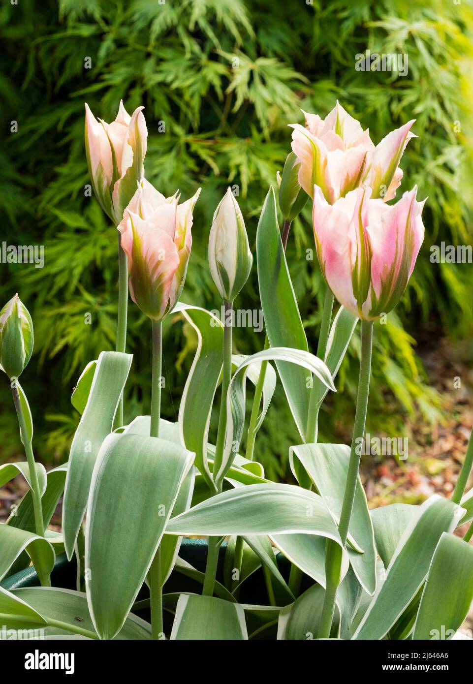 Fiori rosa, verdi e bianchi del tulipano viridiflora in fiore primaverile 'China Town' si trovano sopra il fogliame dai bordi bianchi Foto Stock