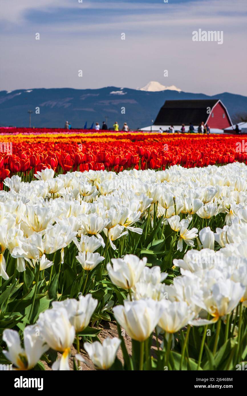 File di tulipani colorati (Tulipa) con fienile rosso, turisti, e Mt. Baker sullo sfondo allo Skagit Valley Tulip Festival nello Stato di Washington, Stati Uniti Foto Stock