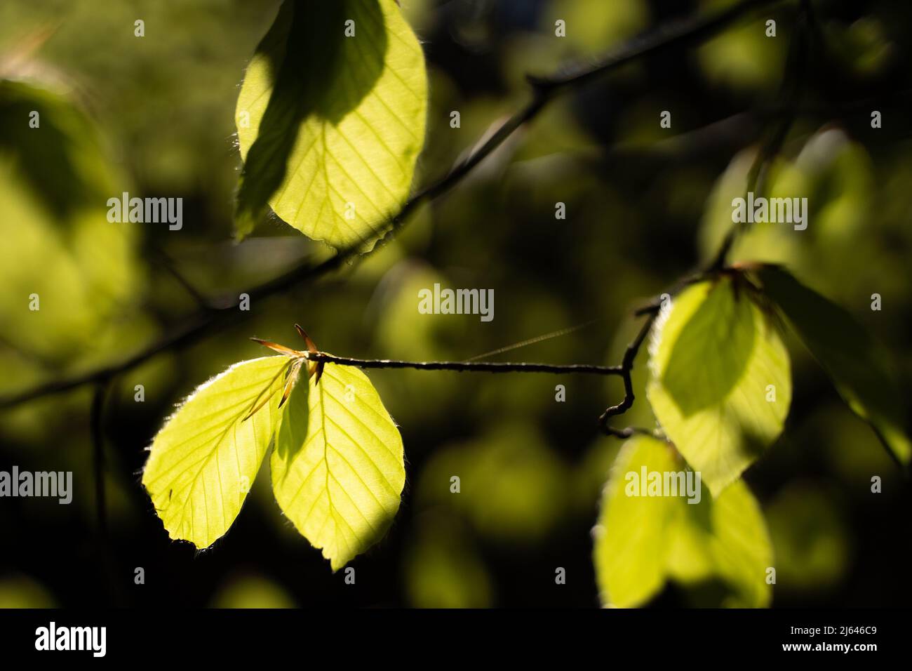 Lascia litten in su e che brilla dal sole Foto Stock