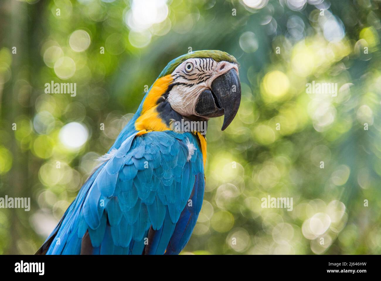 Un ritratto di un macaw blu e giallo nella foresta pluviale del Brasile. Foto Stock