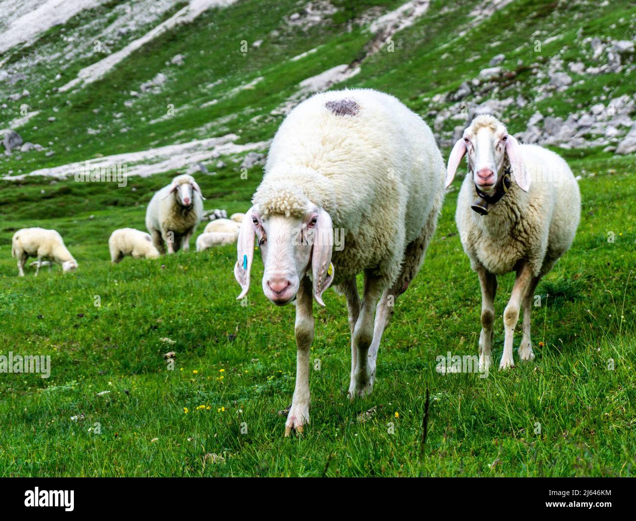 allevamento libero vivente di pecore su una montagna Foto Stock