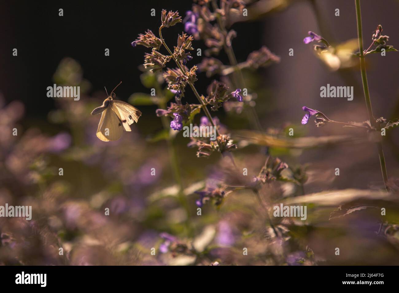 Nuvoloso zolfo farfalla che si fluttering tra i fiori di menta catmenta Foto Stock