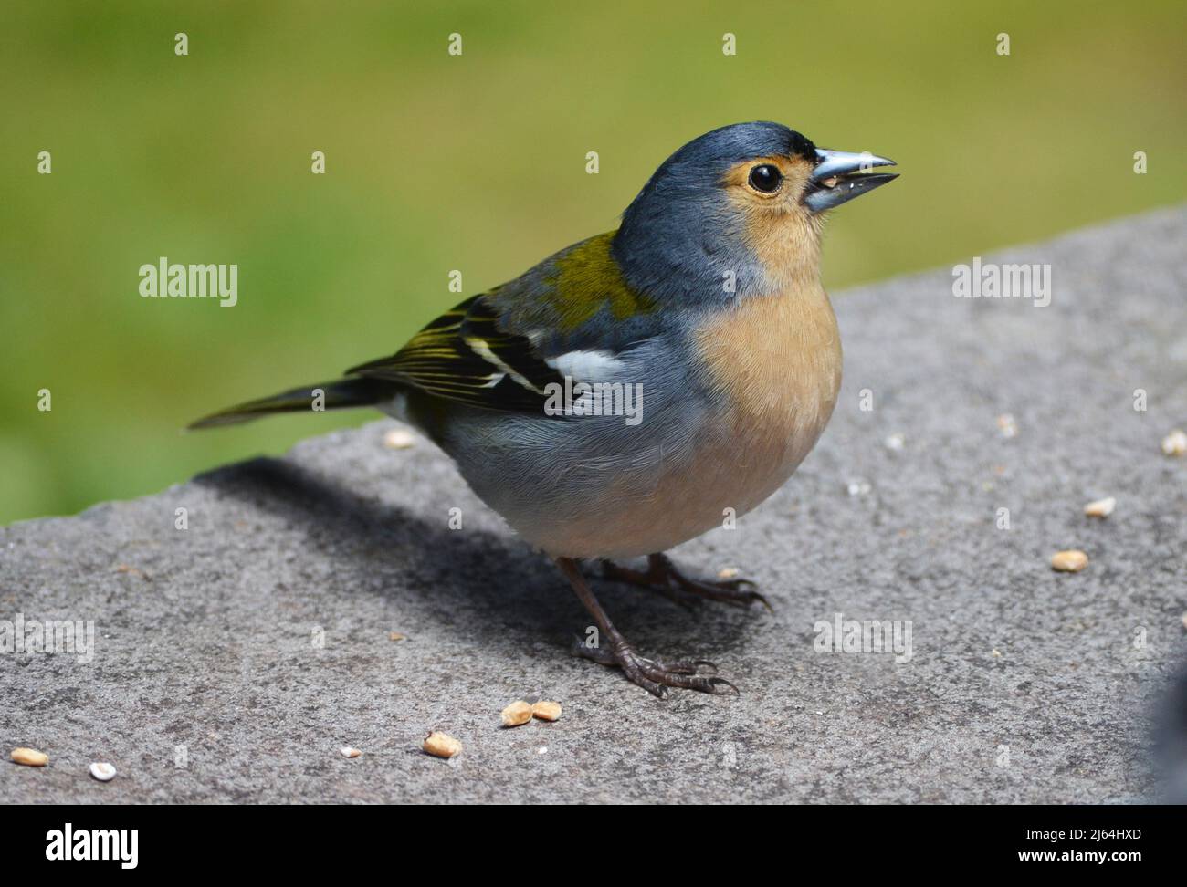 Madeiran chaffinch (Fringilla coelebs madeirensis), una specie comunemente osservata nell'habitat della foresta di laurisilva Foto Stock