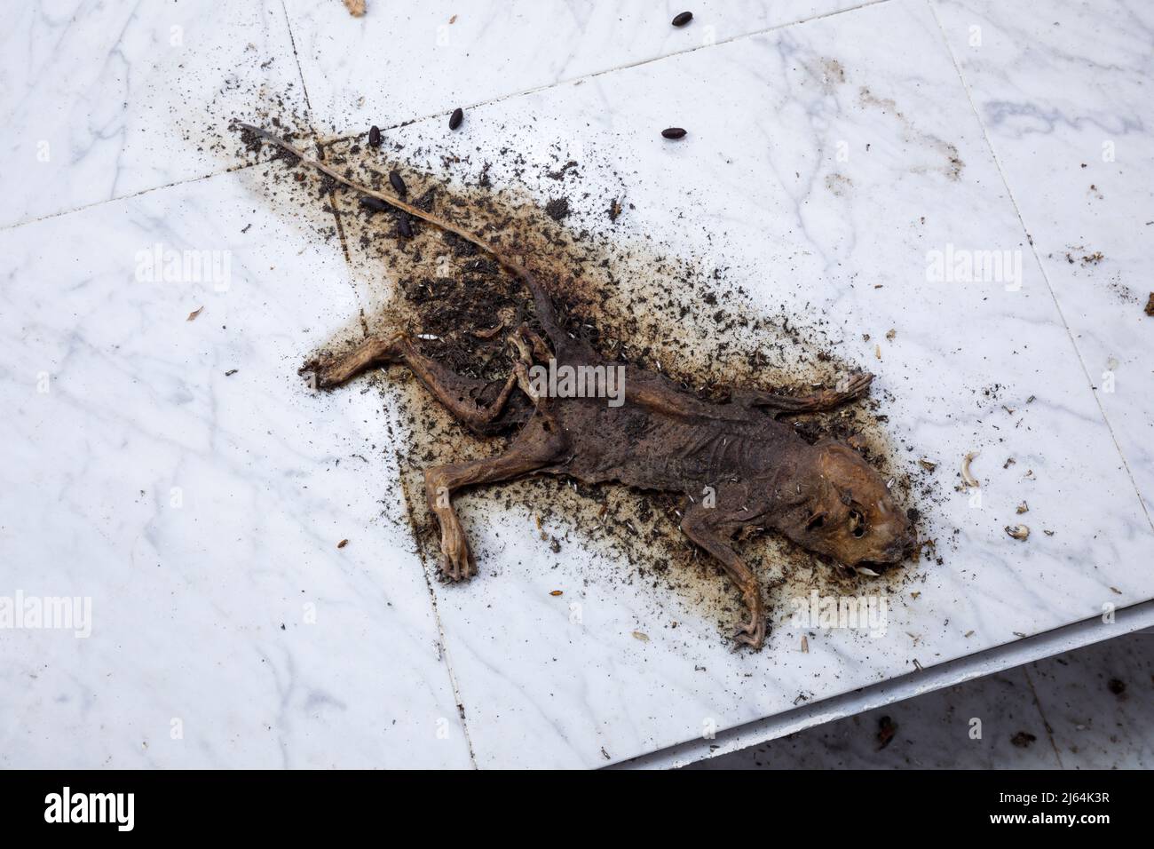 Uno scoiattolo sciuridae mummificato morto all'interno di una casa abbandonata. Foto Stock