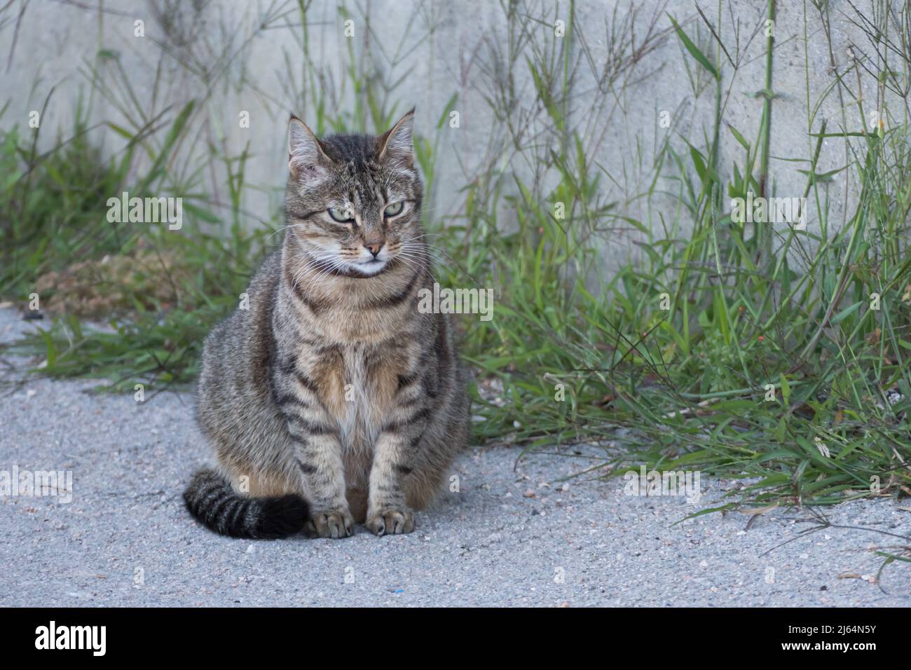 Gatto seduto al suolo all'esterno con pareti e piante sullo sfondo Foto Stock
