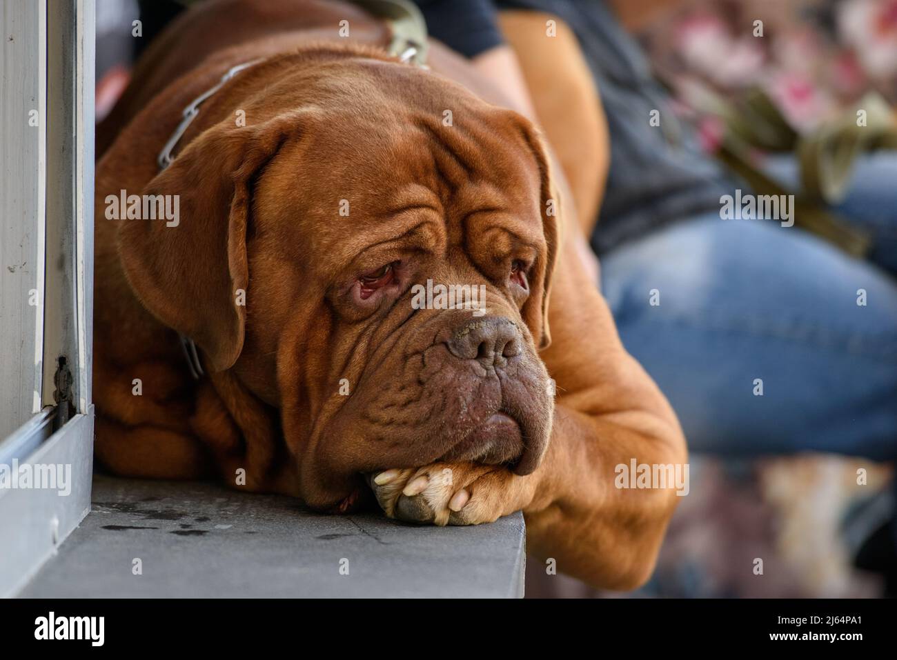 Un triste Dogue de Bordeaux, mascrito francese, si trova su un davanzale in cemento. Foto Stock
