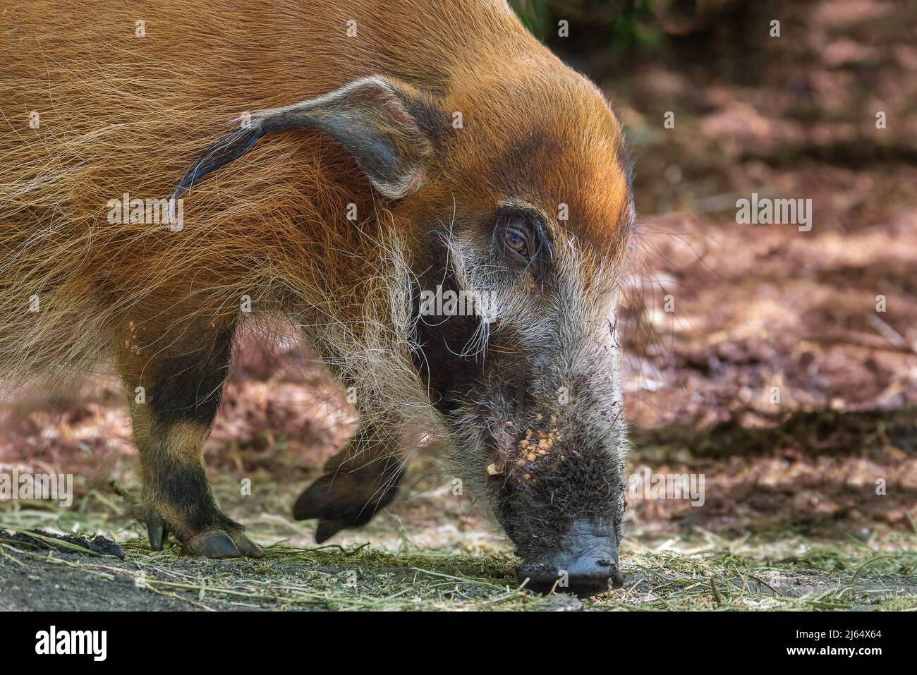 Red River Hog rooting per cibo Foto Stock