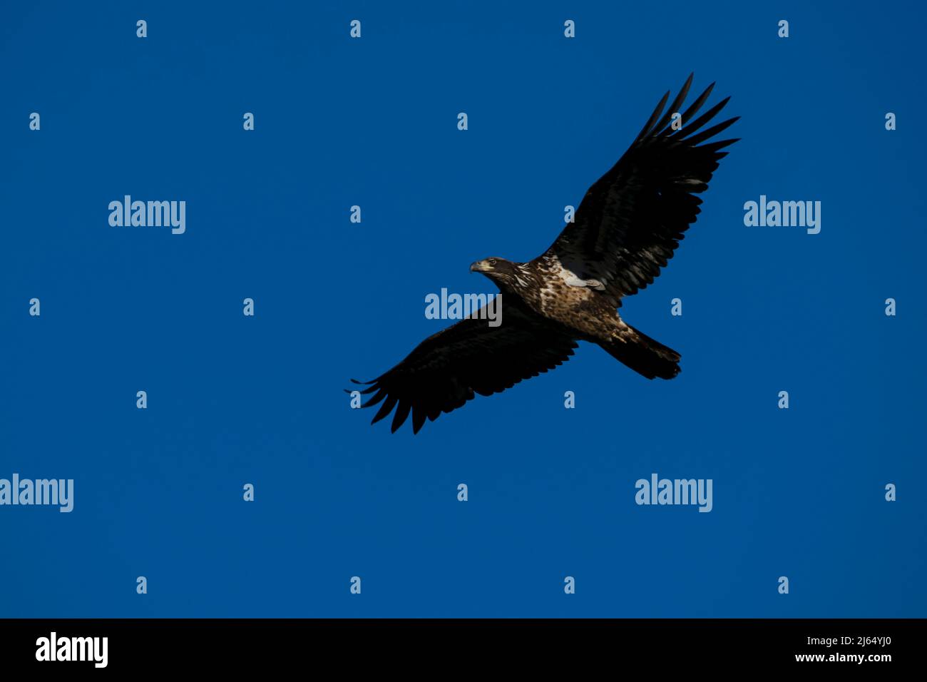 Aquila di Bald immatura in volo sopra il fiume di Boise, Idaho. Foto Stock