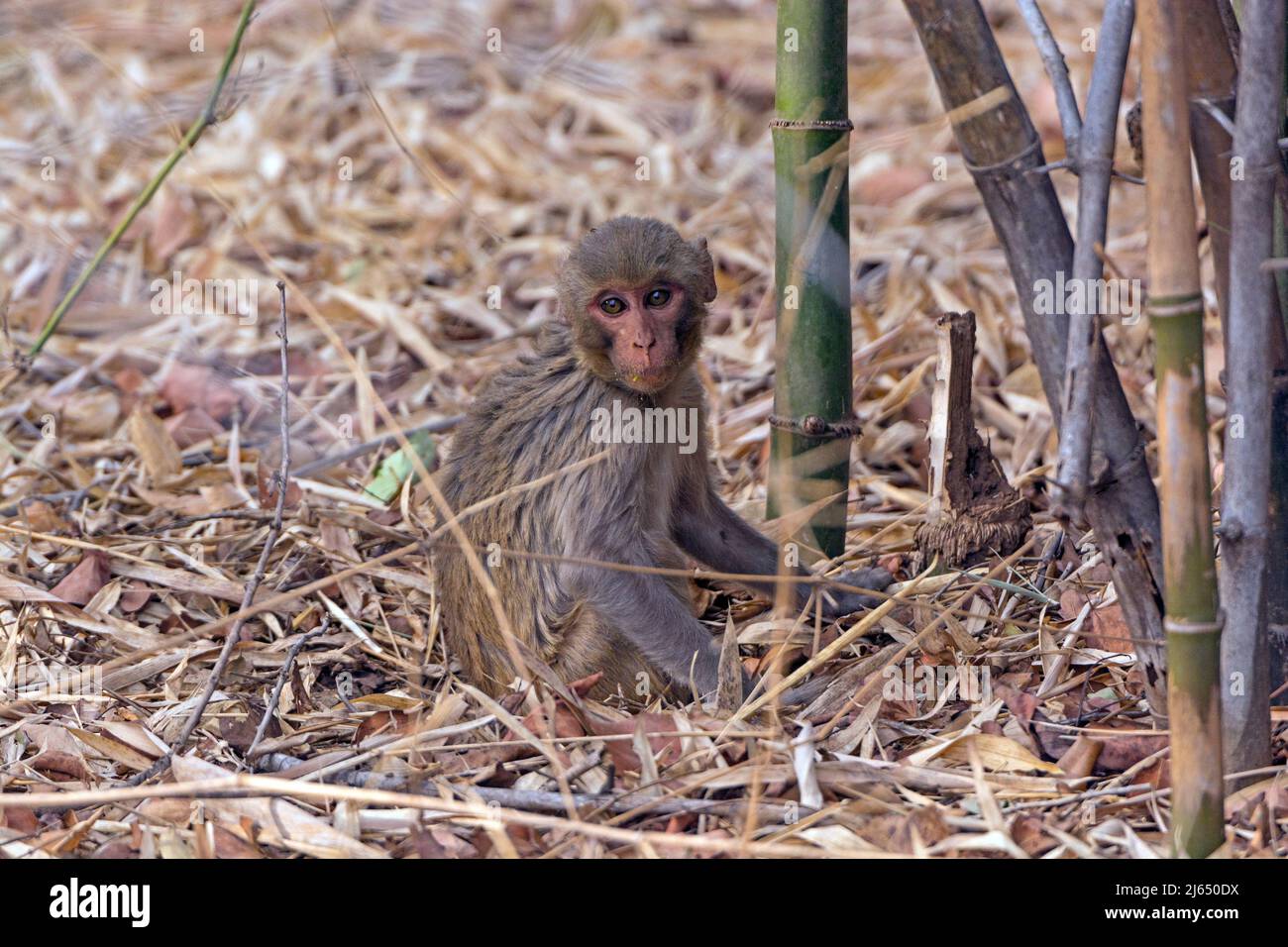 Baby scimmia Rhesus nella foresta in Bandhavgarh National Park in India Foto Stock