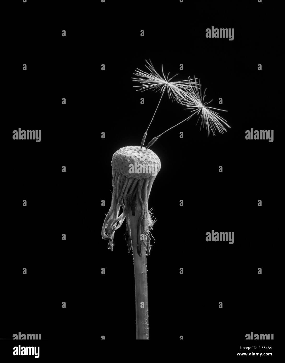 Due semi di dente di leone (Taraxacum) isolati su sfondo nero. Primo piano. Macro. Foto Stock