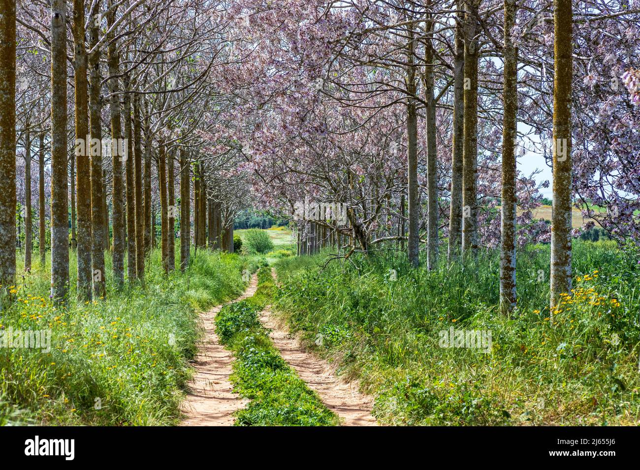 Paulownia plantation immagini e fotografie stock ad alta risoluzione - Alamy