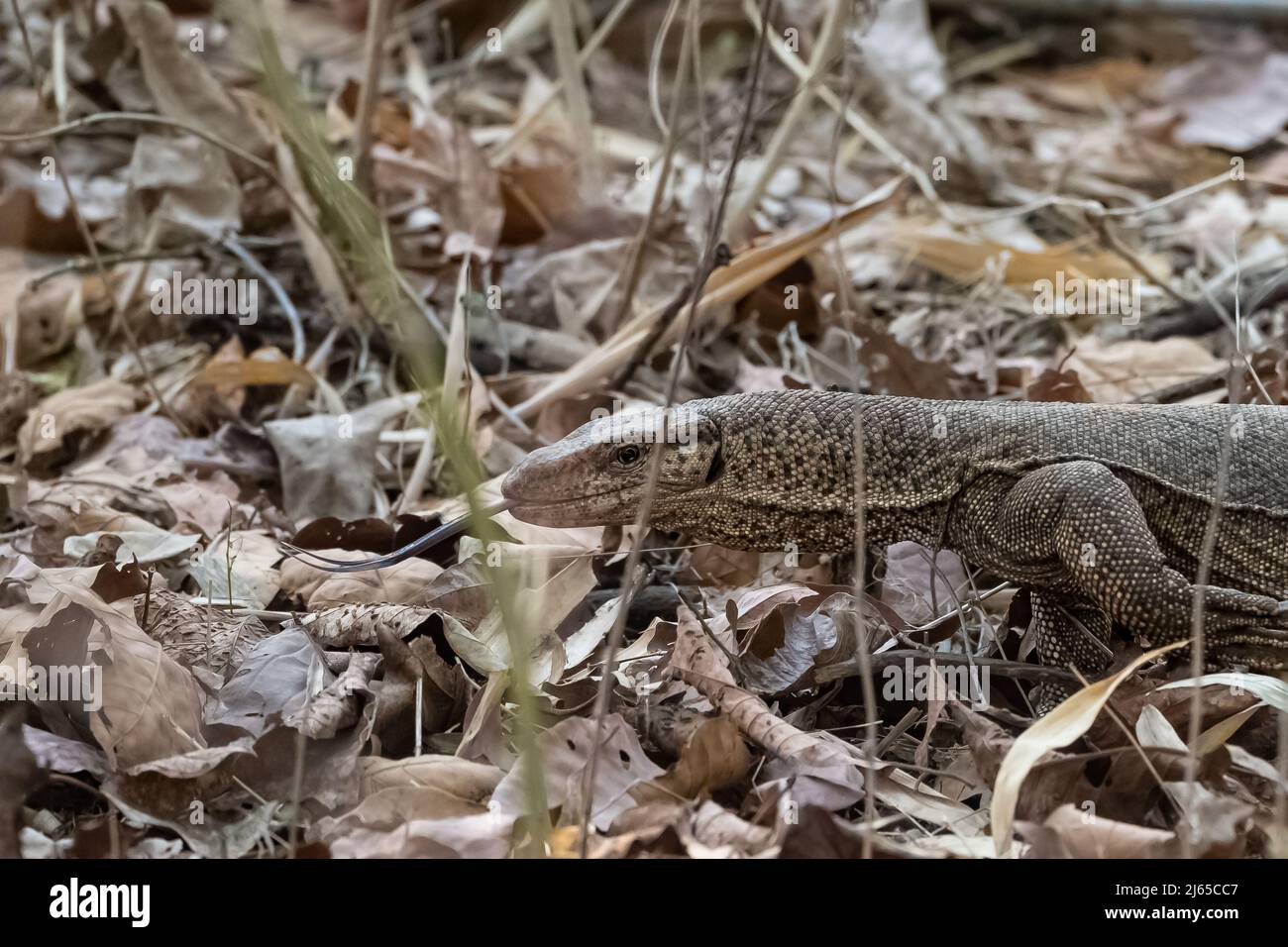 Bengala monitor, Varanus bengalensis, grande lucertola nella foresta in India Foto Stock