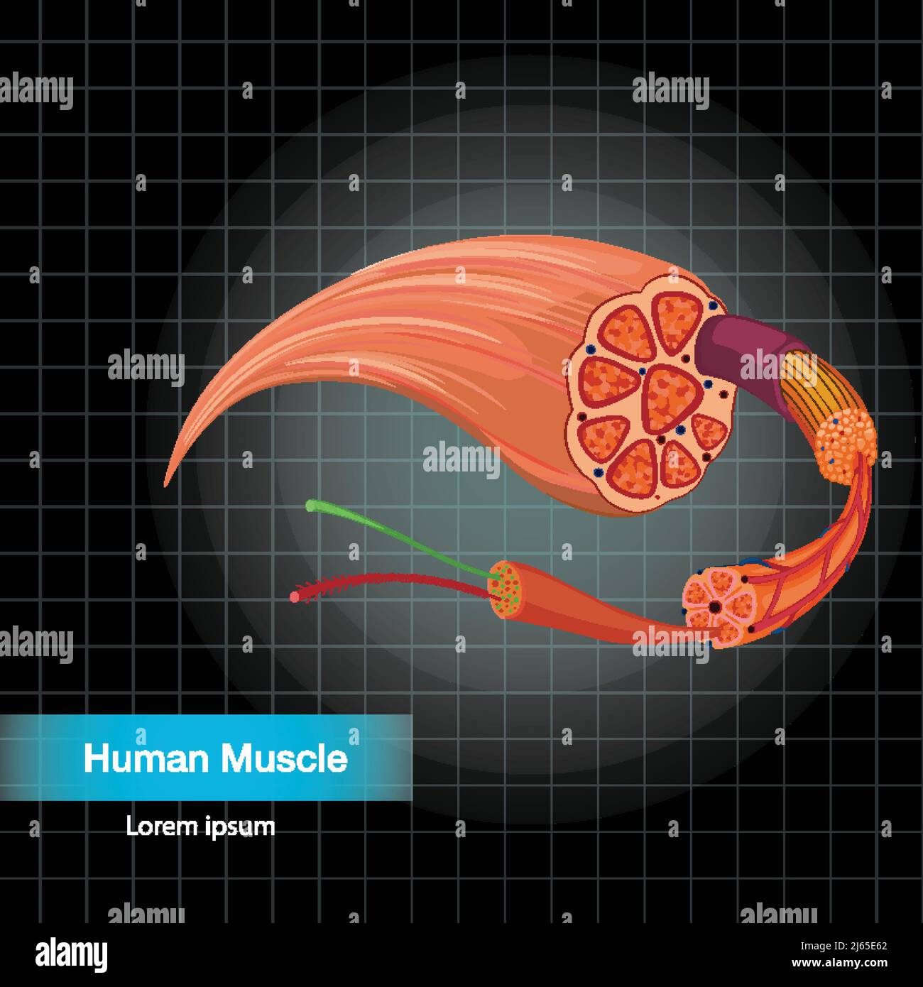 Illustrazione della struttura anatomica del muscolo umano Illustrazione Vettoriale