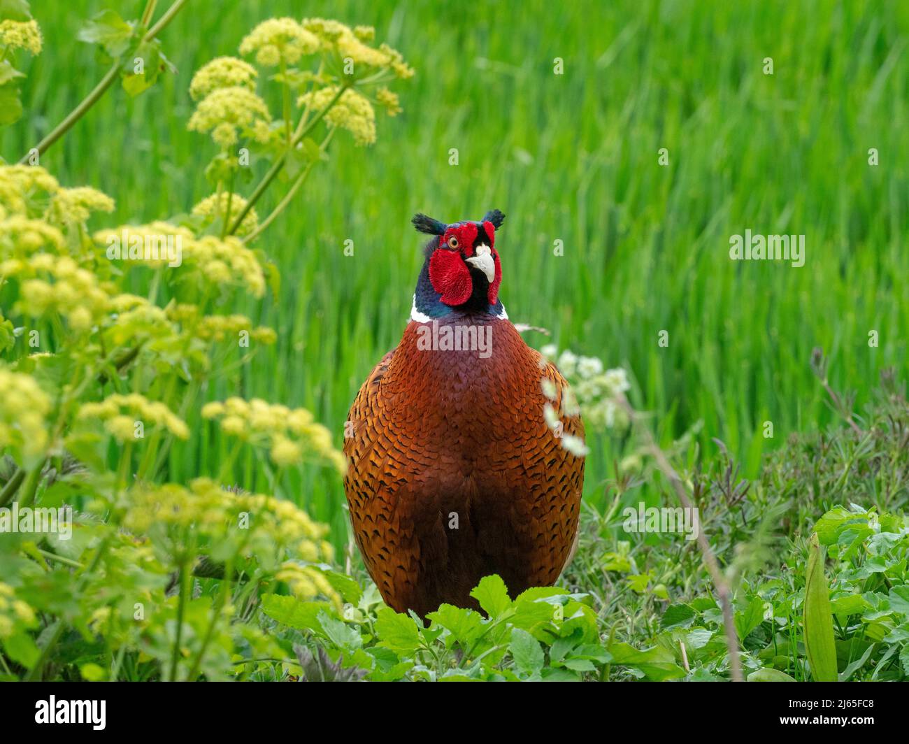 Maschio Phasant Phasianus colchicus in primavera allevamento piumaggio Norfolk Foto Stock