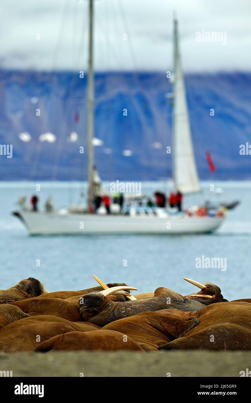 Colonia di Walrus, Odobenus rosmarus, sporgersi dall'acqua blu sulla spiaggia di ciottoli, barca sfocata, yacht, con montagna sullo sfondo, Svalbard, Norvegia Foto Stock