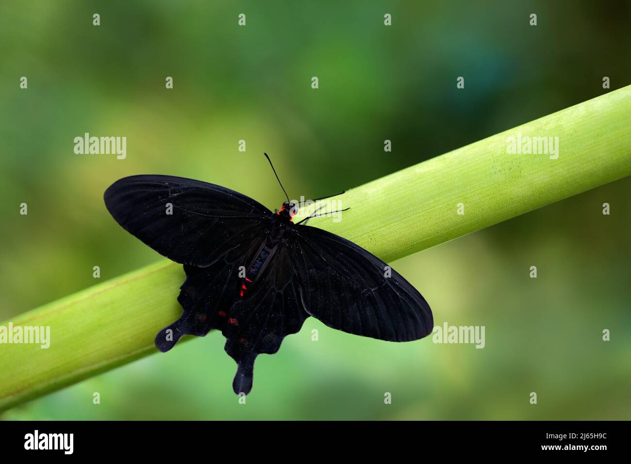 Atrophaneura semperi, specie di farfalla della famiglia Papilionidae che si trova in Indonesia, Malesia, e le Filippine, nero eautiful e. Foto Stock