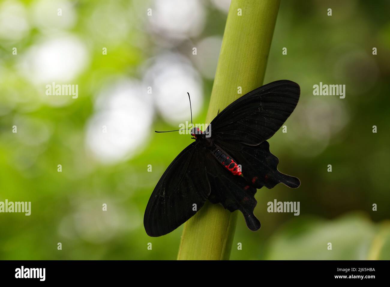 Atrophaneura semperi, specie di farfalla della famiglia Papilionidae che si trova in Indonesia, Malesia, e le Filippine, nero eautiful e. Foto Stock