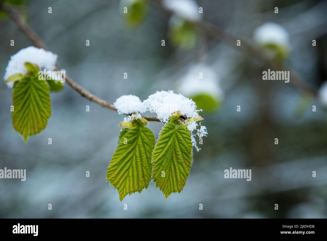 Foglie giovani della nocciola comune con neve Foto Stock