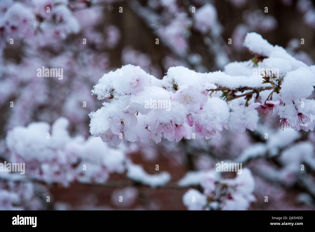 Fiore di ciliegio ornamentale con neve Foto Stock