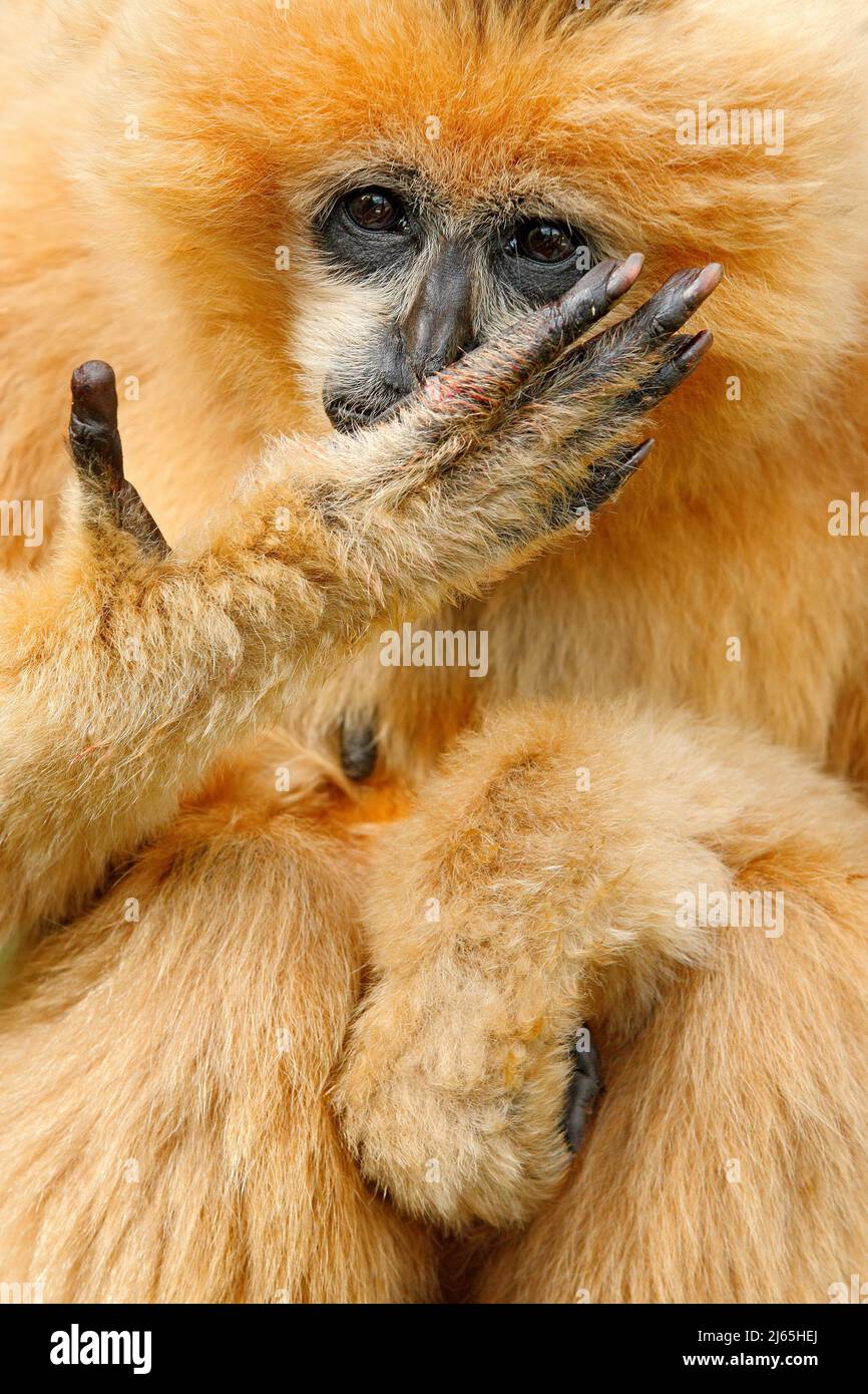 Scimmia arancione Nord gibon bianco-gabbo Nomascus leucogenys, mano con le dita lunghe prima del viso, Vietnam Foto Stock