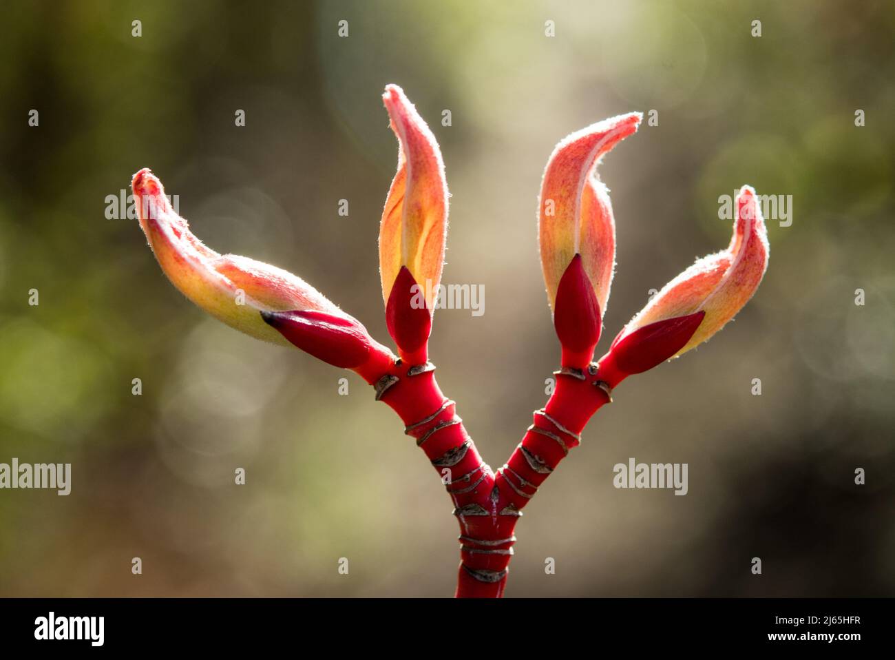 Germogli e corteccia di un Acer o di un acero Foto Stock