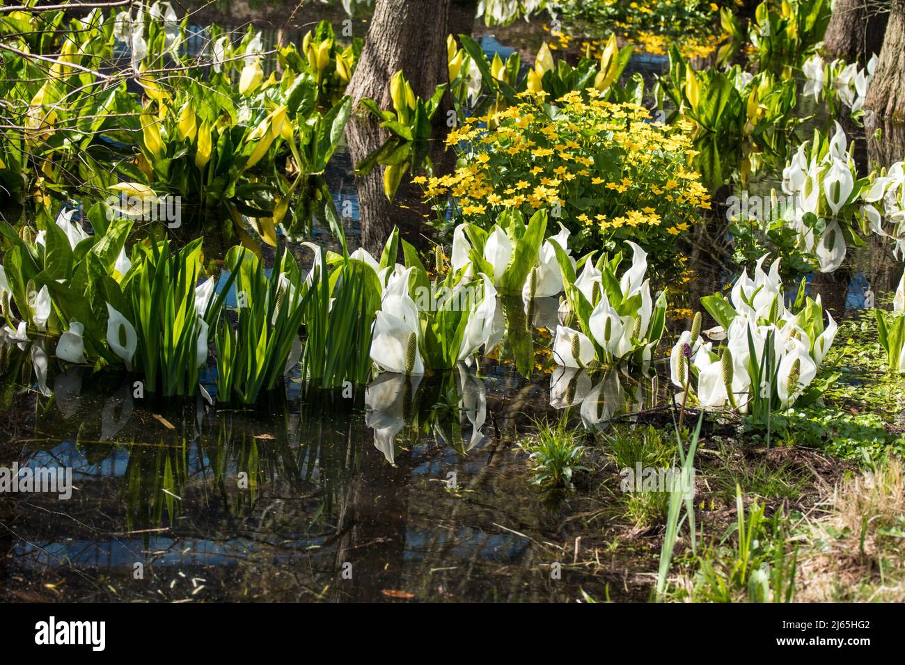 Lysichiton camtschatcensis o cavolo bianco Foto Stock