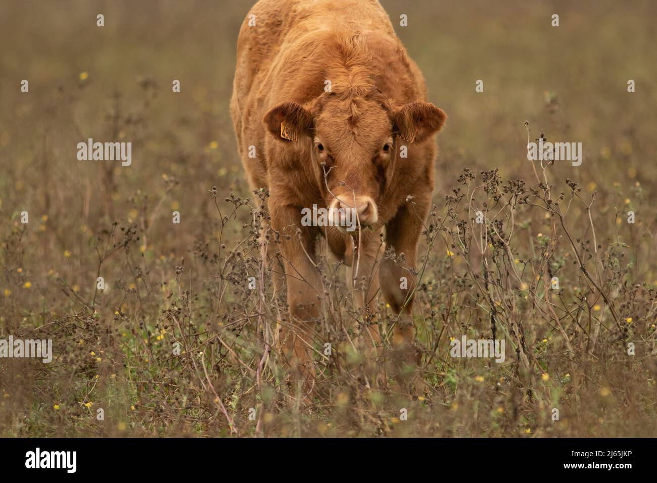 Un veau dans les champs qui regarde l'objectif Foto Stock Un veau dans les champs qui regarde l'objectif Foto Stock
