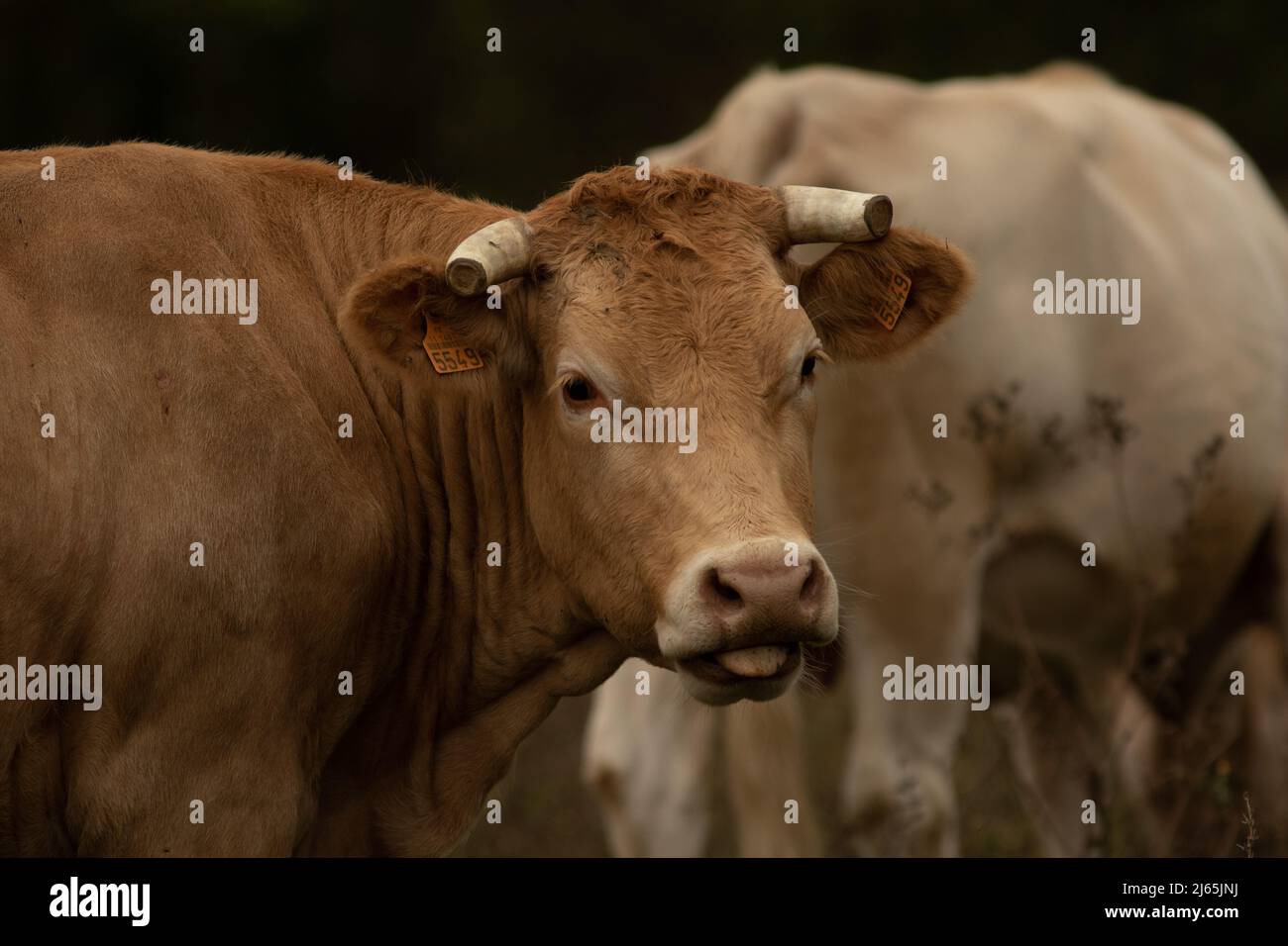 Une vache qui pneumatico la langue Foto Stock