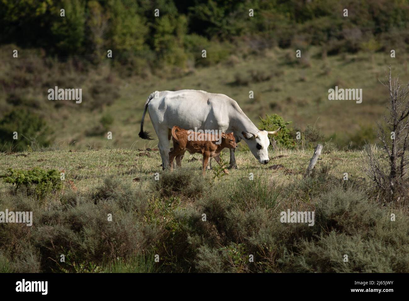Une vache avec son veau dans un pré Foto Stock