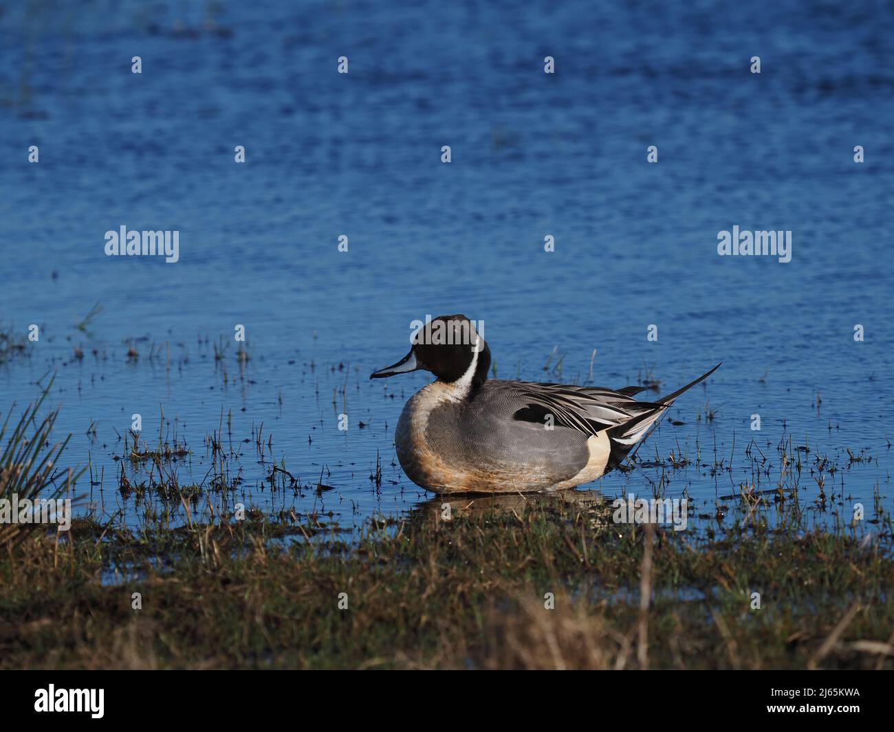 Drake Pintail, un'anatra dall'aspetto davvero elegante e inconfondibile con la testa marrone al cioccolato e la striscia bianca sul collo. Foto Stock