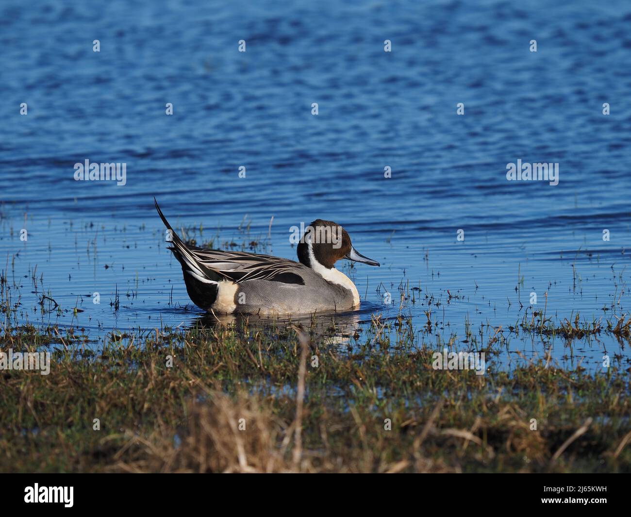Drake Pintail, un'anatra dall'aspetto davvero elegante e inconfondibile con la testa marrone al cioccolato e la striscia bianca sul collo. Foto Stock