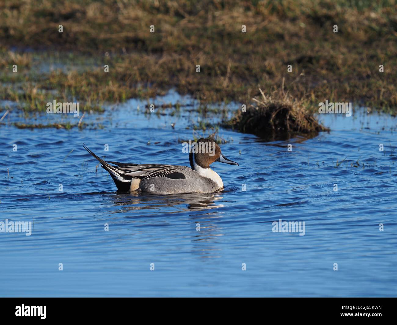 Drake Pintail, un'anatra dall'aspetto davvero elegante e inconfondibile con la testa marrone al cioccolato e la striscia bianca sul collo. Foto Stock